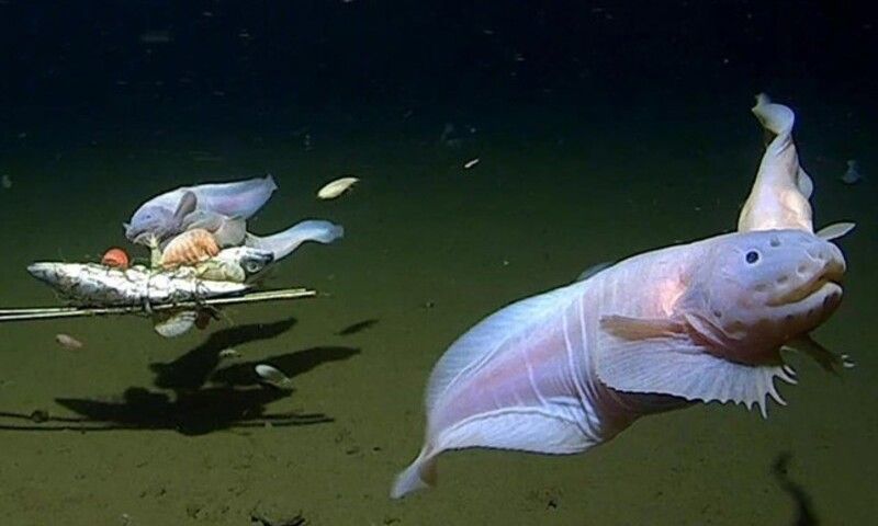 Phát hiện hệ sinh thái biển sâu độc đáo ở “Vành đai Lửa” Thái Bình Dương