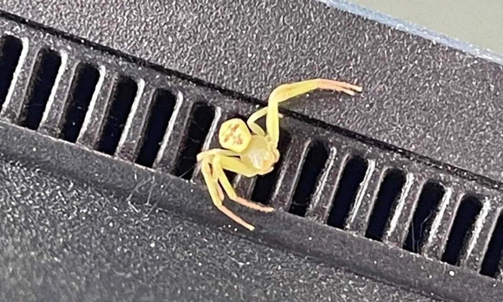 Nhện mặt người gây sốt trên mạng