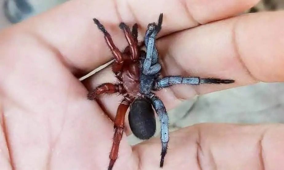 Phát hiện loài nhện “nửa đực nửa cái” hiếm thấy trong rừng Thái Lan