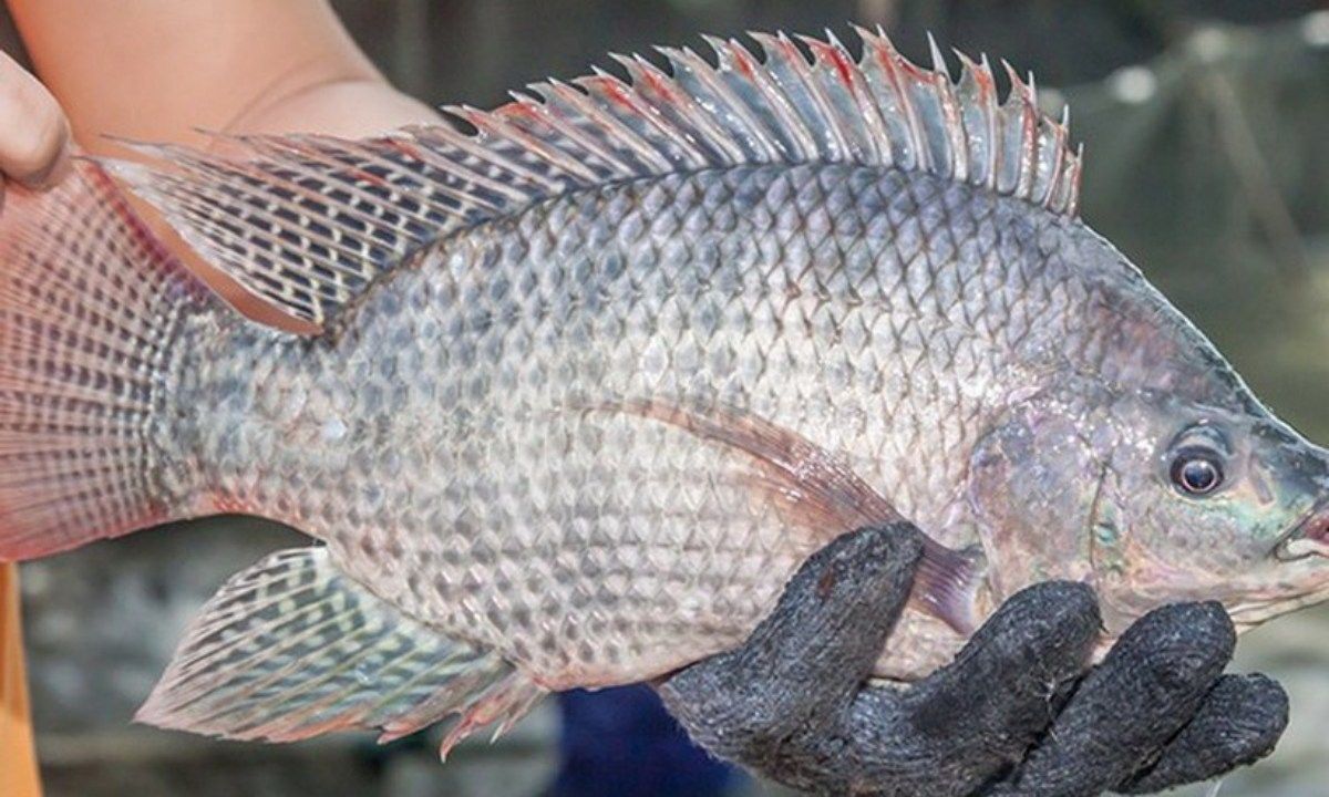 24 tấn cá rô phi Việt Nam “mở cảng” Brazil