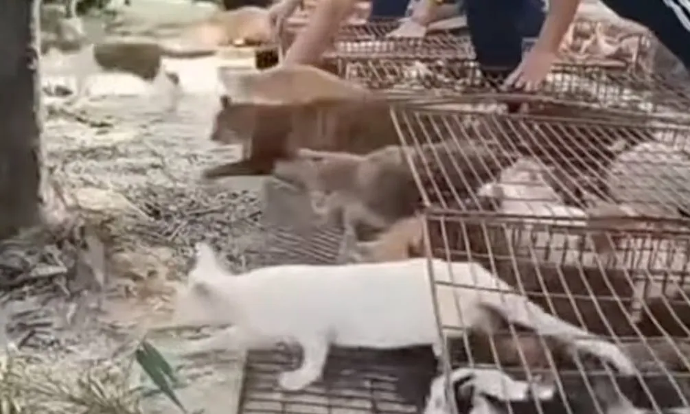 Thả 400 con mèo xuống hồ “phóng sinh” gây phẫn nộ