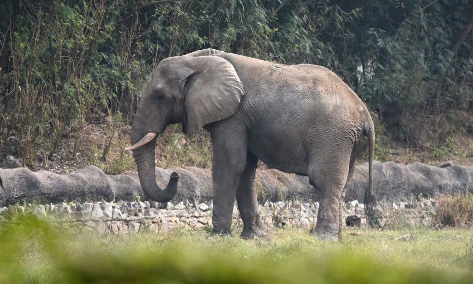 Lý giải cái chết của chú voi được gọi là “cô đơn nhất thế giới”