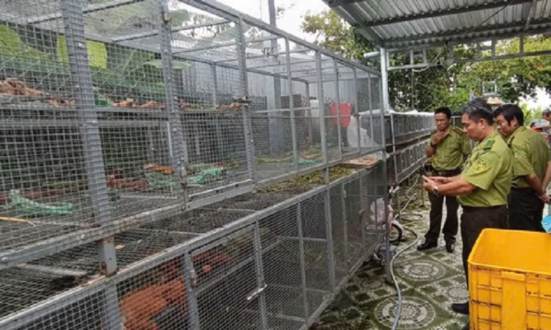 An Giang: Phát hiện cơ sở gây nuôi trái phép 191 cá thể Rồng Nam Mỹ không rõ nguồn gốc