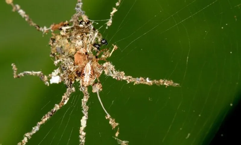 Phát hiện loài nhện biết tạo “bù nhìn” để đánh lừa kẻ săn mồi