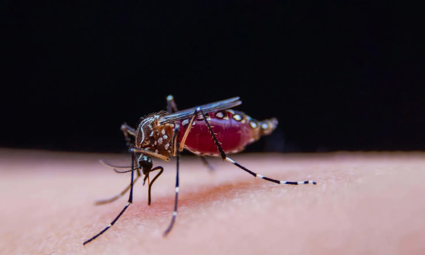 Thuốc điều trị sốt rét mới mang hiệu quả vượt trội, kháng nhiều chủng ký sinh trùng