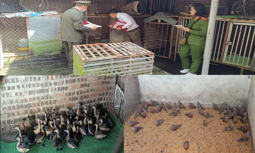 Phát hiện cơ sở nuôi nhốt hơn 3.600 cá thể động vật hoang dã không rõ nguồn gốc tại Phú Thọ