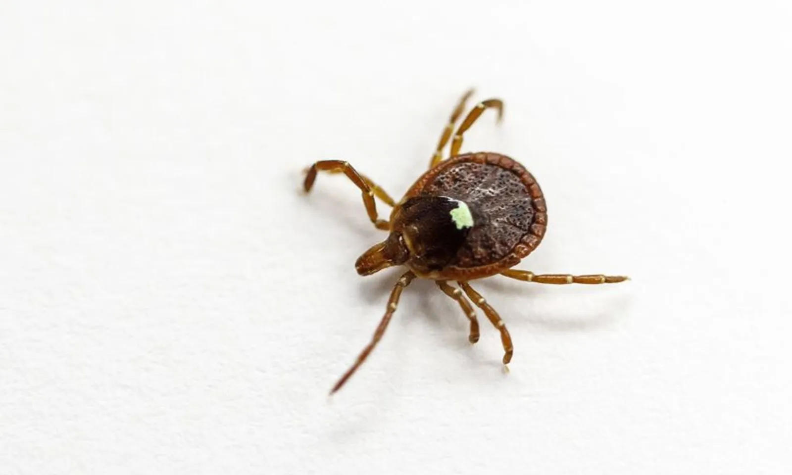 Người đàn ông tử vong do cơ thể âm thầm dị ứng thịt đỏ sau khi bị ve cắn