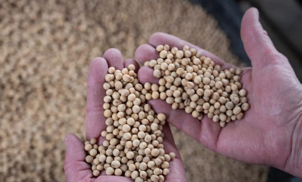 Trung Quốc “chưa ra tay”, đậu tương Mỹ lao dốc