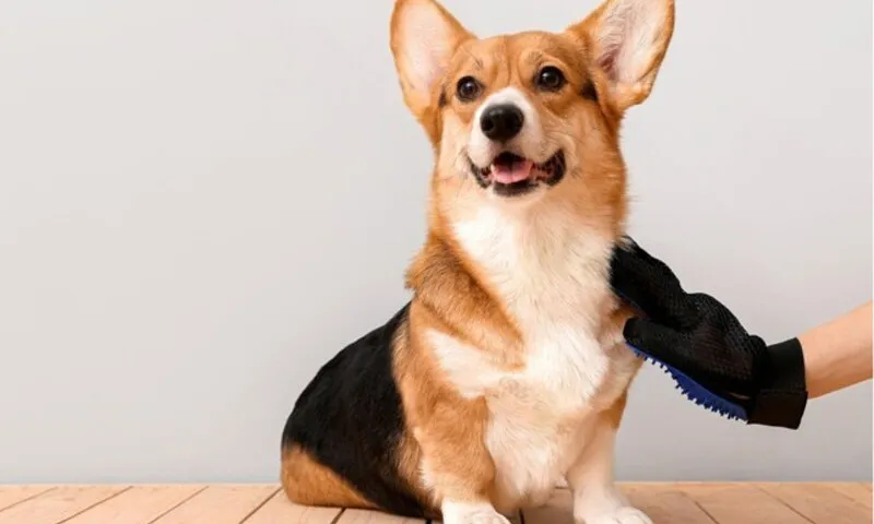 Nghiên cứu mới: Loài chó đã biến đổi cùng con người từ hơn 10.000 năm trước