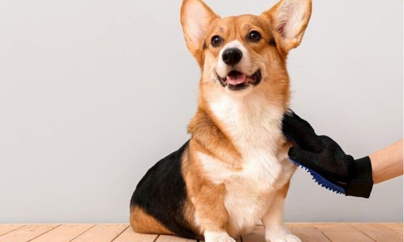 Nghiên cứu mới: Loài chó đã biến đổi cùng con người từ hơn 10.000 năm trước