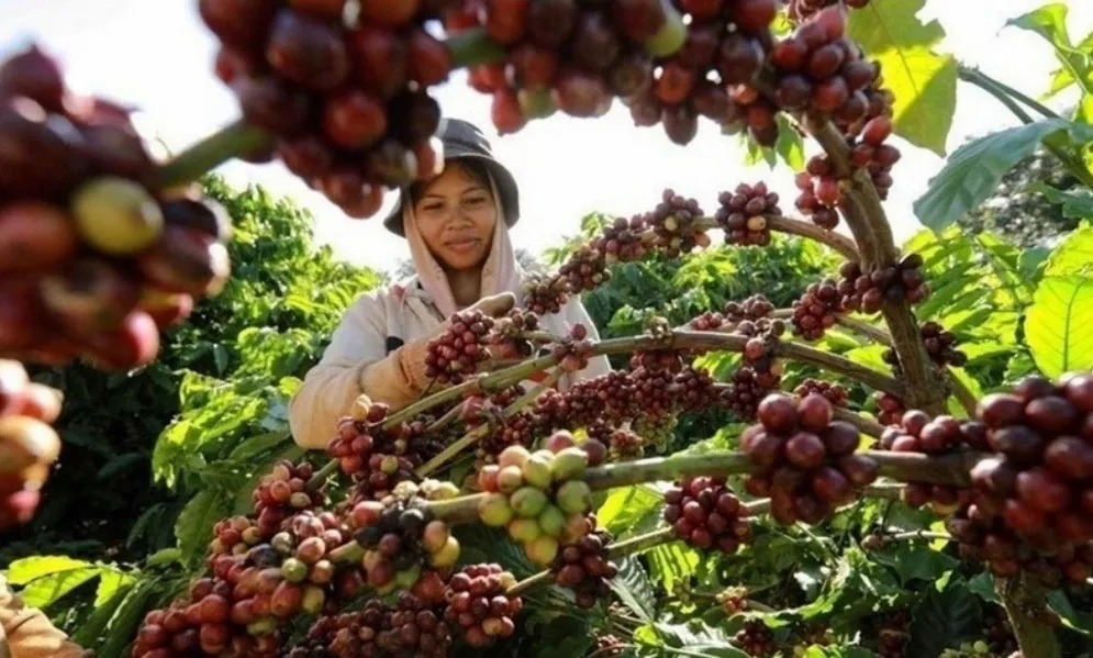 Mỹ điều chỉnh thuế, dòng chảy cà phê toàn cầu đổi hướng
