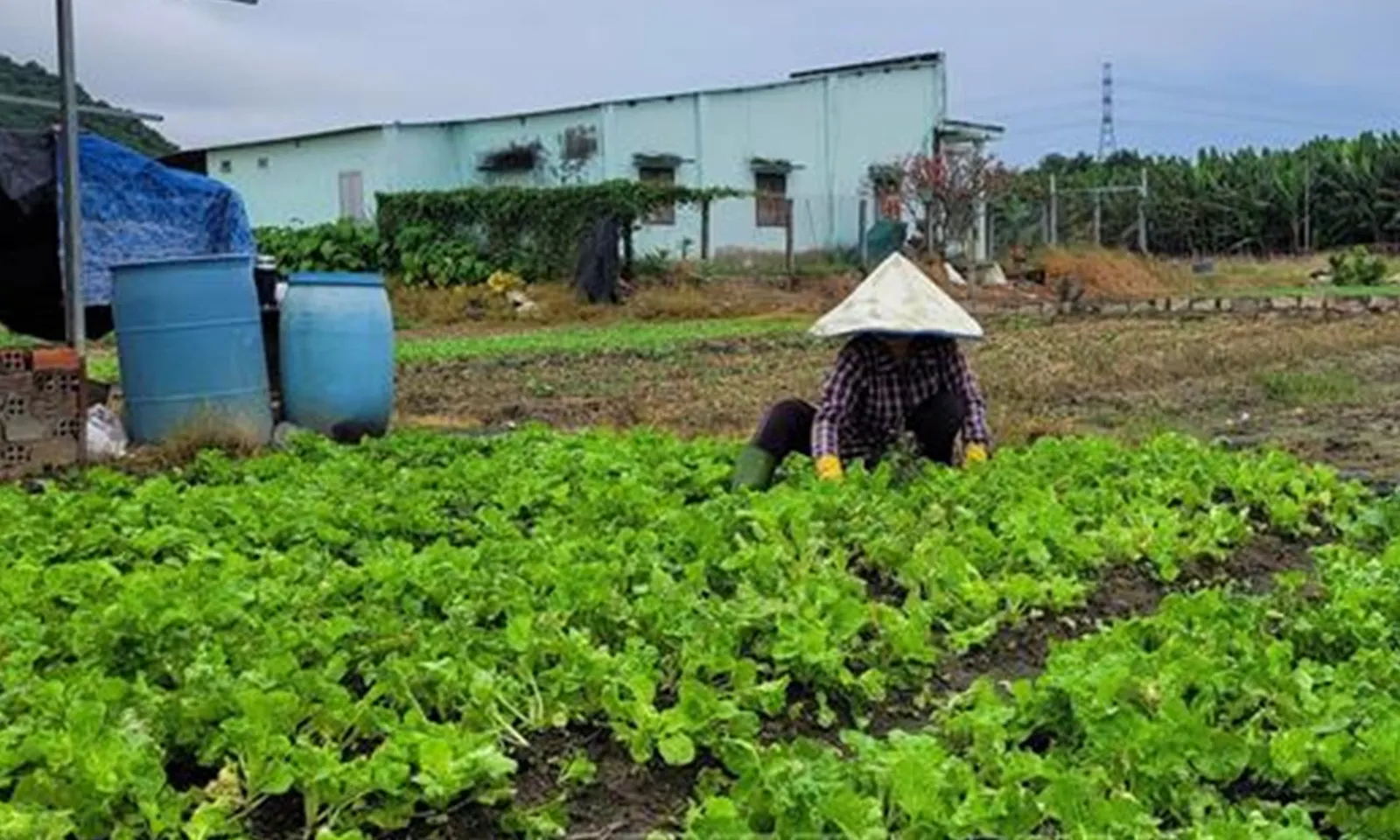 TPHCM: Mưa liên tục, giá rau tăng cao