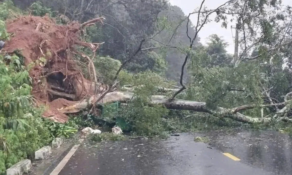 Đèo Mimosa tiếp tục sạt lở, cây lớn gãy đổ đè trúng ôtô
