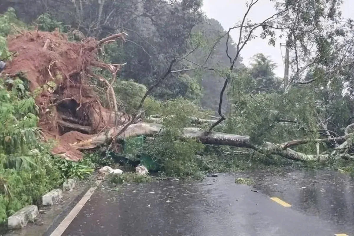 Sat-lo-deo-mimosa-1-19-11-1763-5313-9899-1763548753