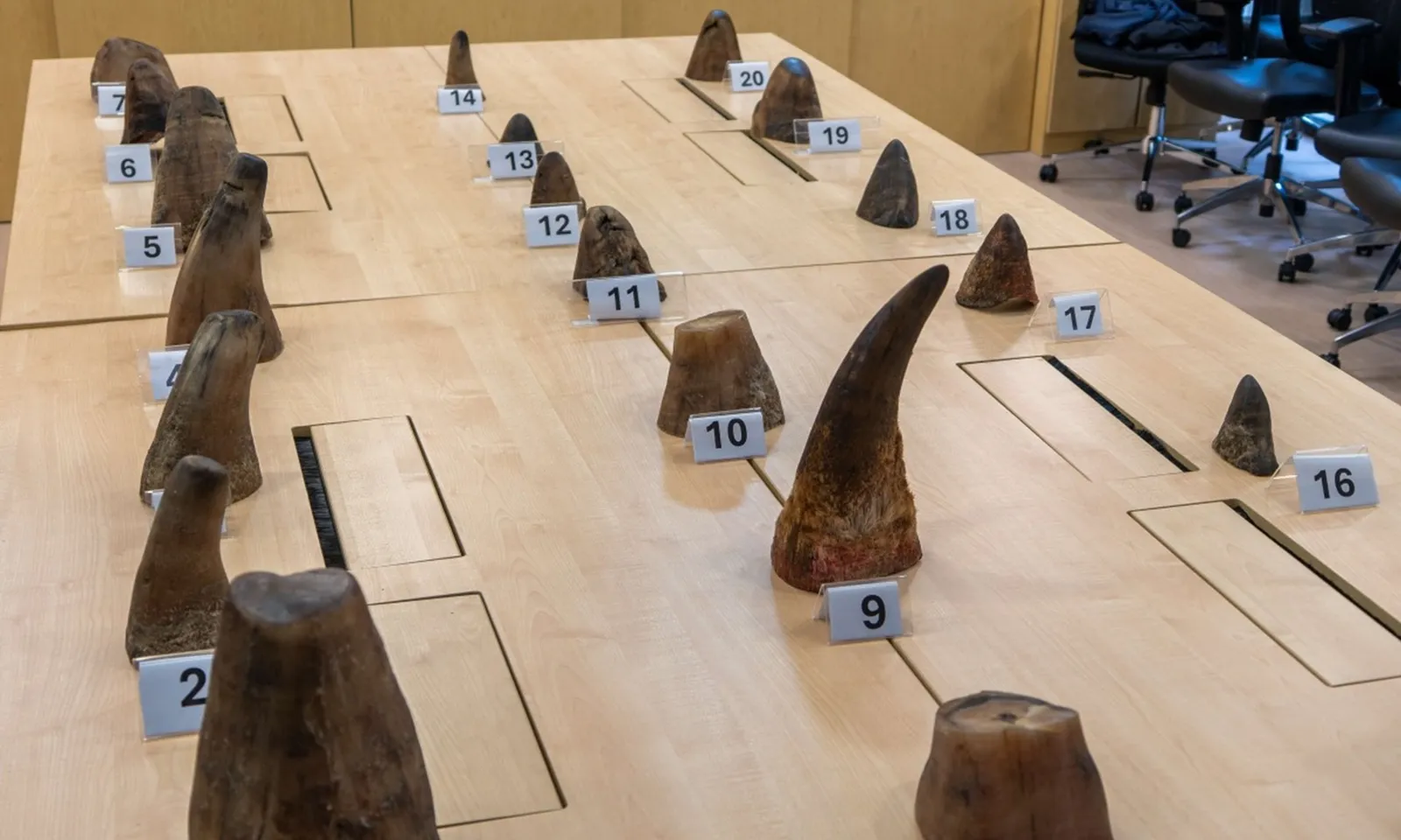 Singapore thu giữ số lượng sừng tê giác kỷ lục, trị giá gần 900.000 USD