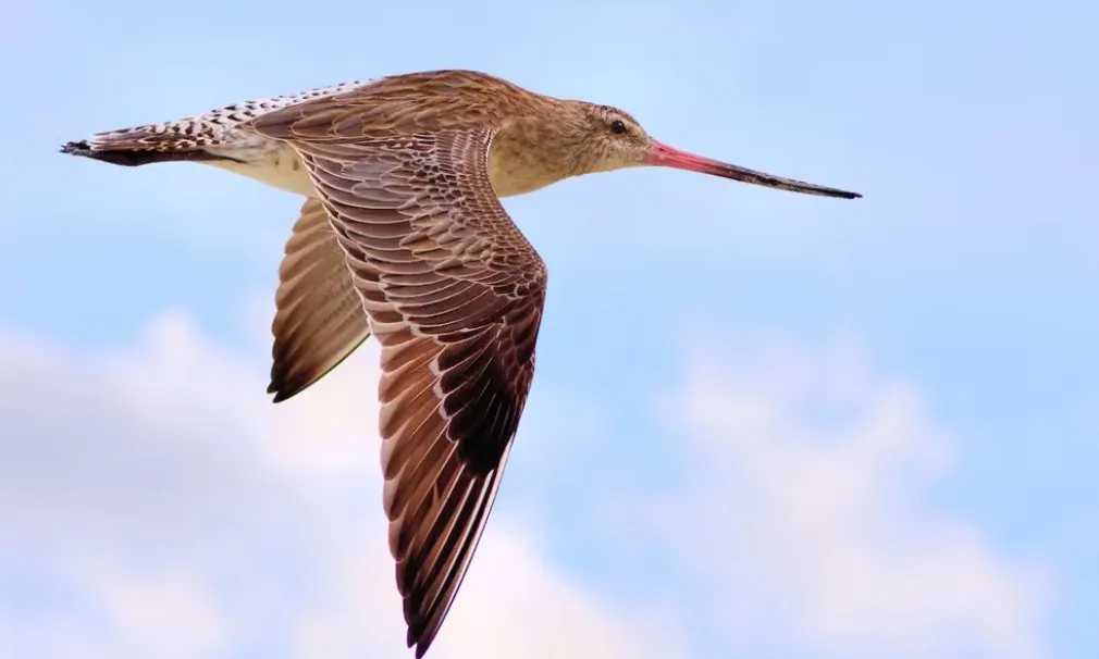 Loài chim “tự tiêu thụ” nội tạng bay liên tục 11 ngày vượt 13.560 km
