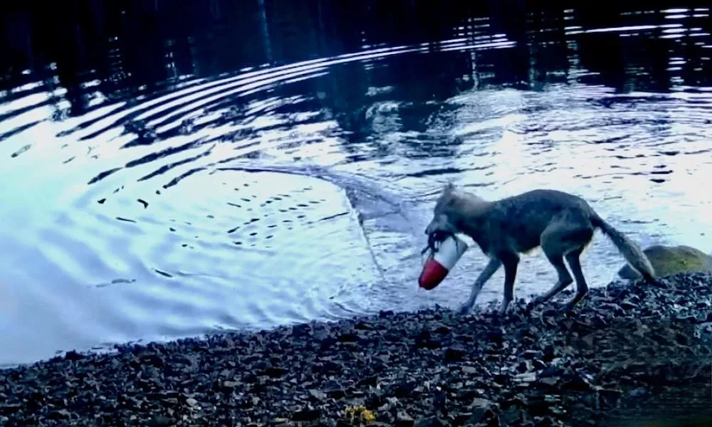Ghi nhận hiếm thấy: Sói hoang ở Canada “biết dùng công cụ” để kiếm ăn
