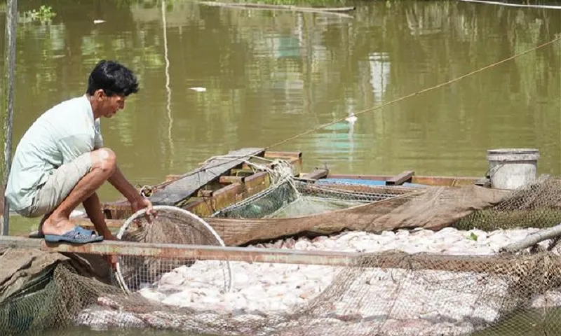 Tìm nguyên nhân hàng chục tấn cá điêu hồng chết bất thường ở Cần Thơ