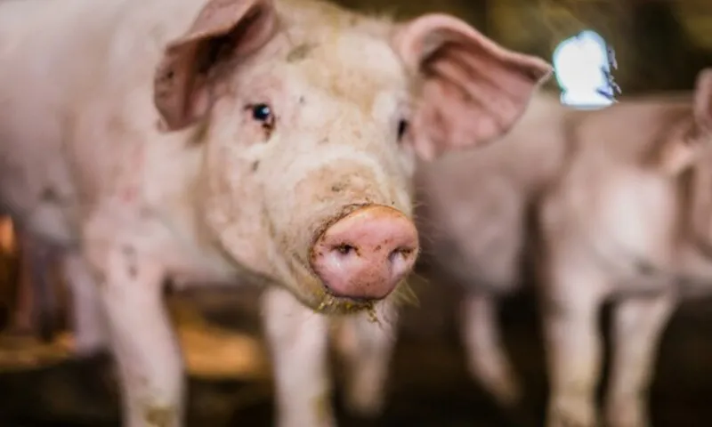 Hàn Quốc ban hành cảnh báo đỏ sau ca dịch tả heo châu Phi thứ 6 trong năm