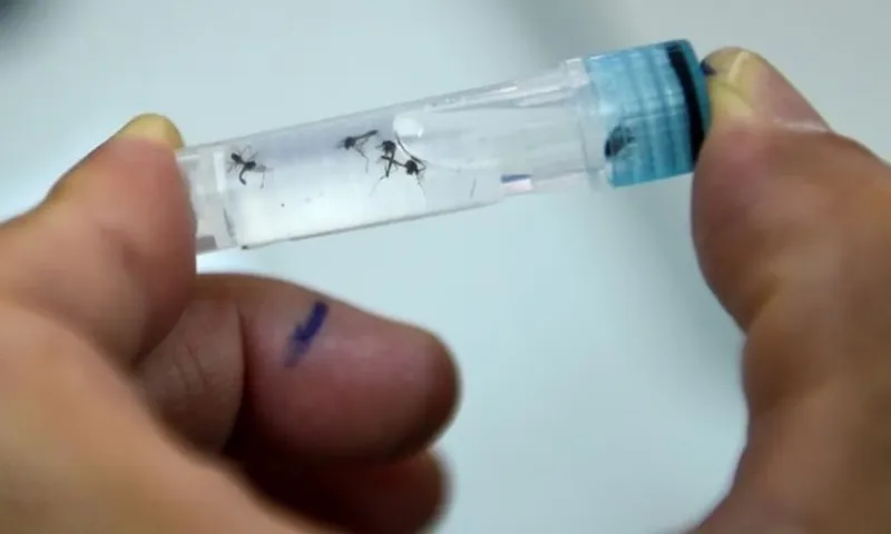 Vaccine đơn liều đầu tiên phòng sốt xuất huyết được Brazil phê duyệt