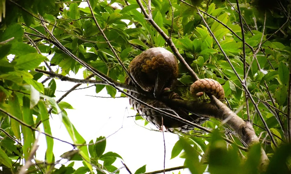 Thả 7 cá thể tê tê Java về tự nhiên tại Cúc Phương