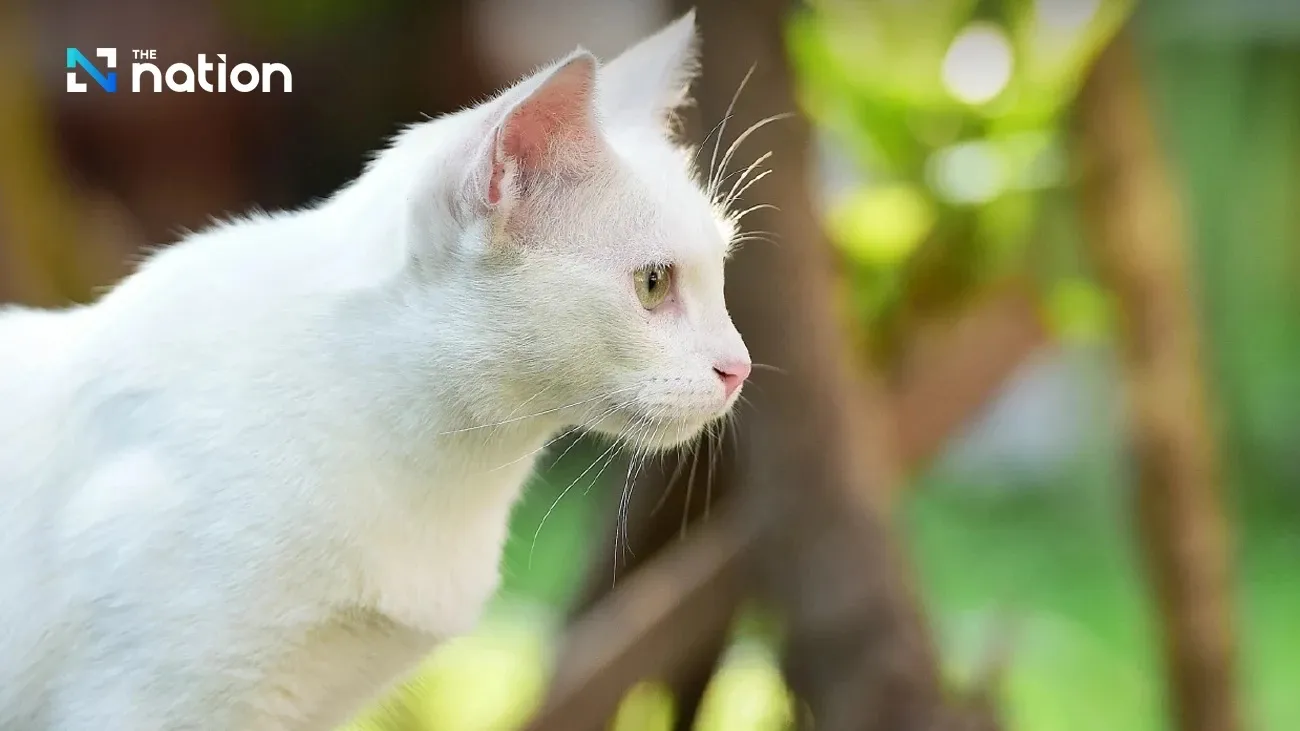 00z2bybsqj1n5hyft46i-99198392846152522926652-1764385148782-17643851492181977641962