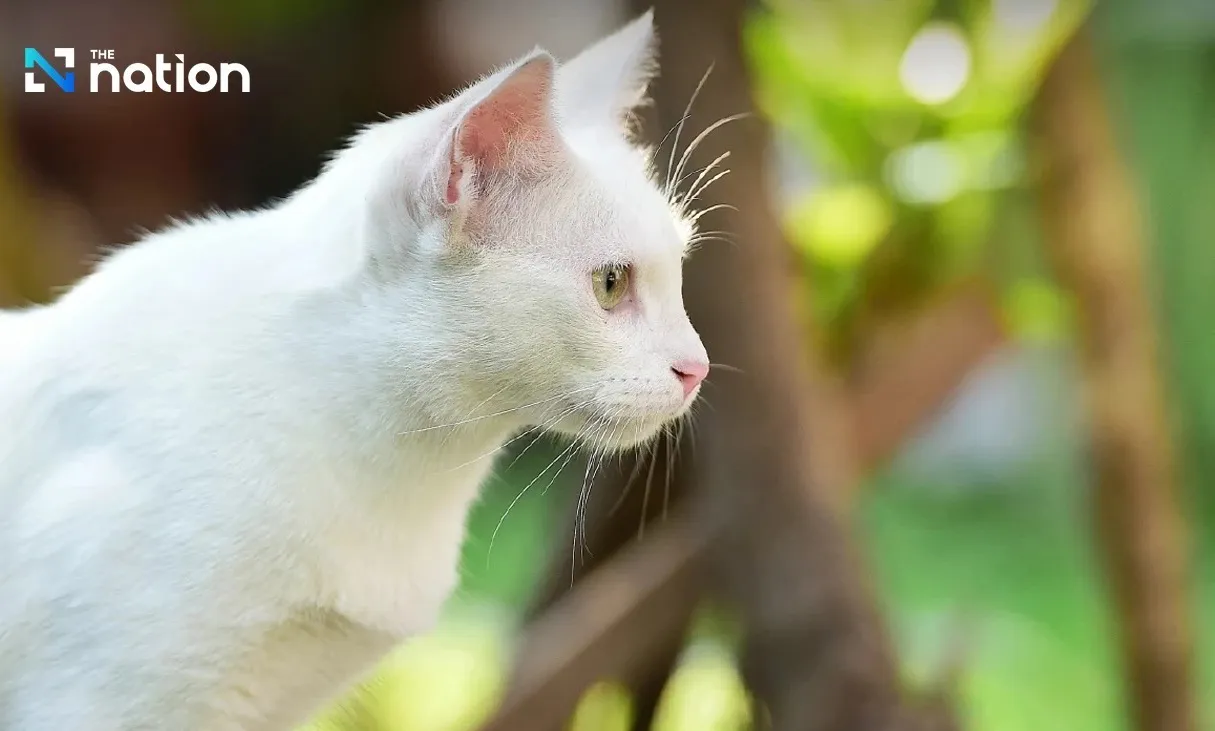 Thái Lan chính thức công nhận mèo Thái là yếu tố bản sắc quốc gia