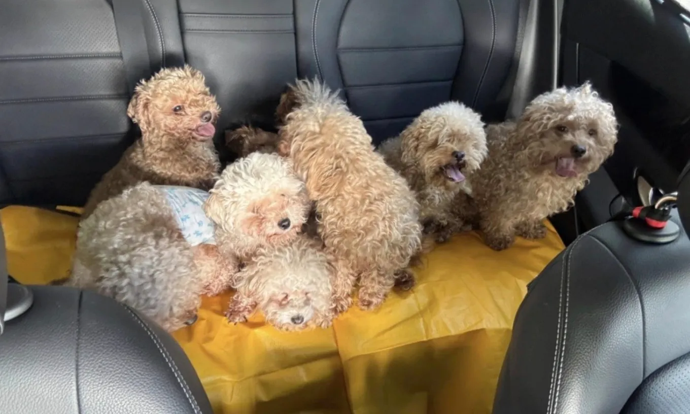 Nuôi 79 con chó trong căn hộ nhưng phớt lờ cảnh báo, phụ nữ Singapore nhận mức phạt kỷ lục 