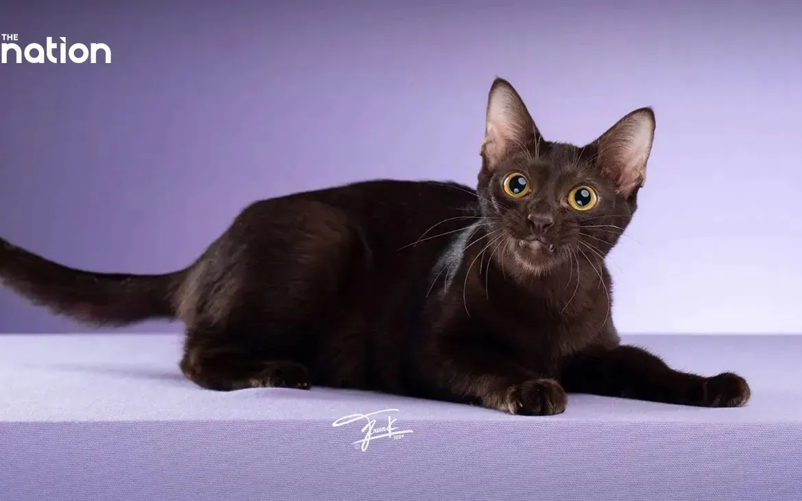 tqbgncsh43riryd39d9j-57395729867075606092205-02892320820830536321830-1764385128842-17643851293931330888944