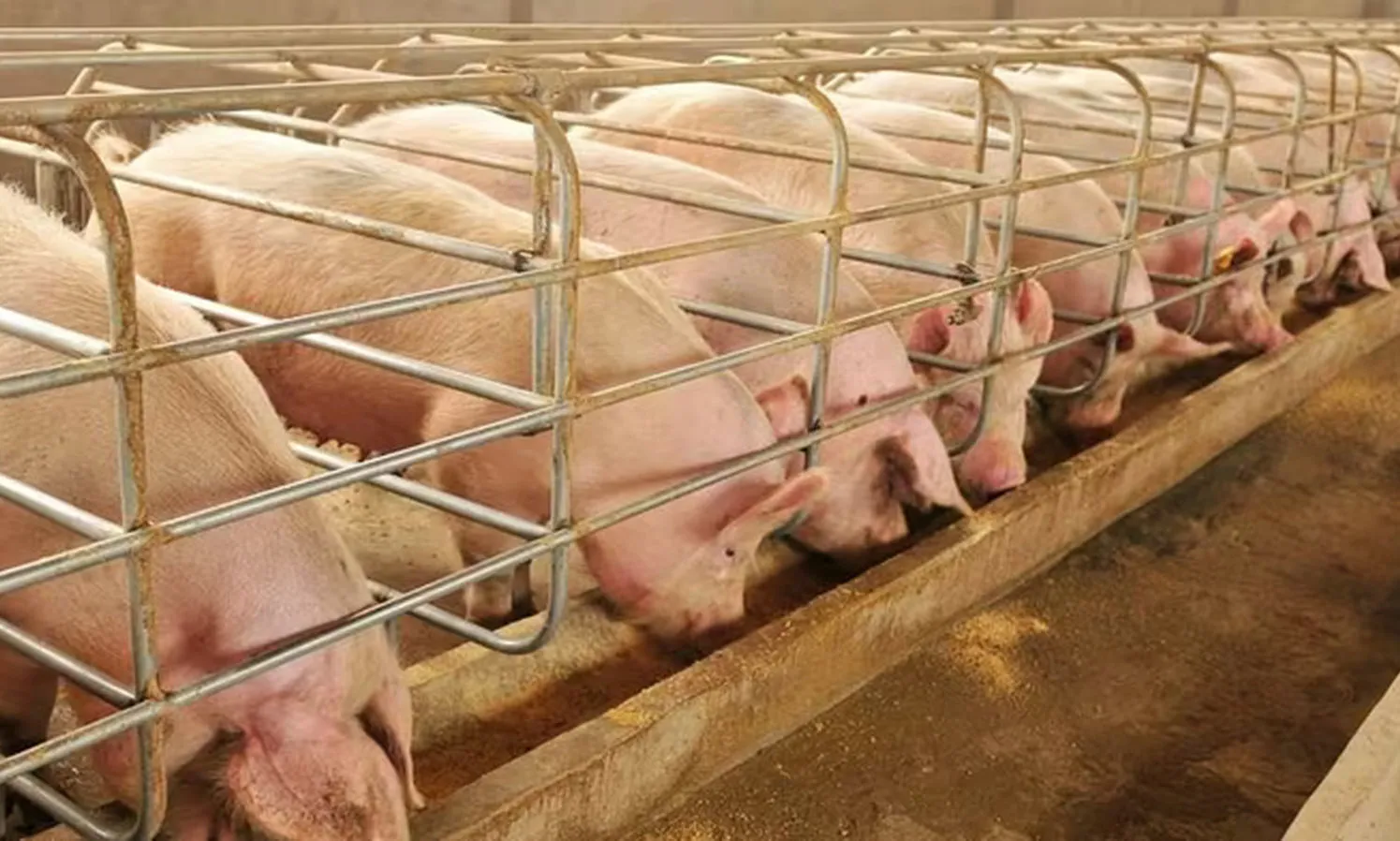 Giá heo hơi ổn định trên cả nước sau giai đoạn tăng nóng