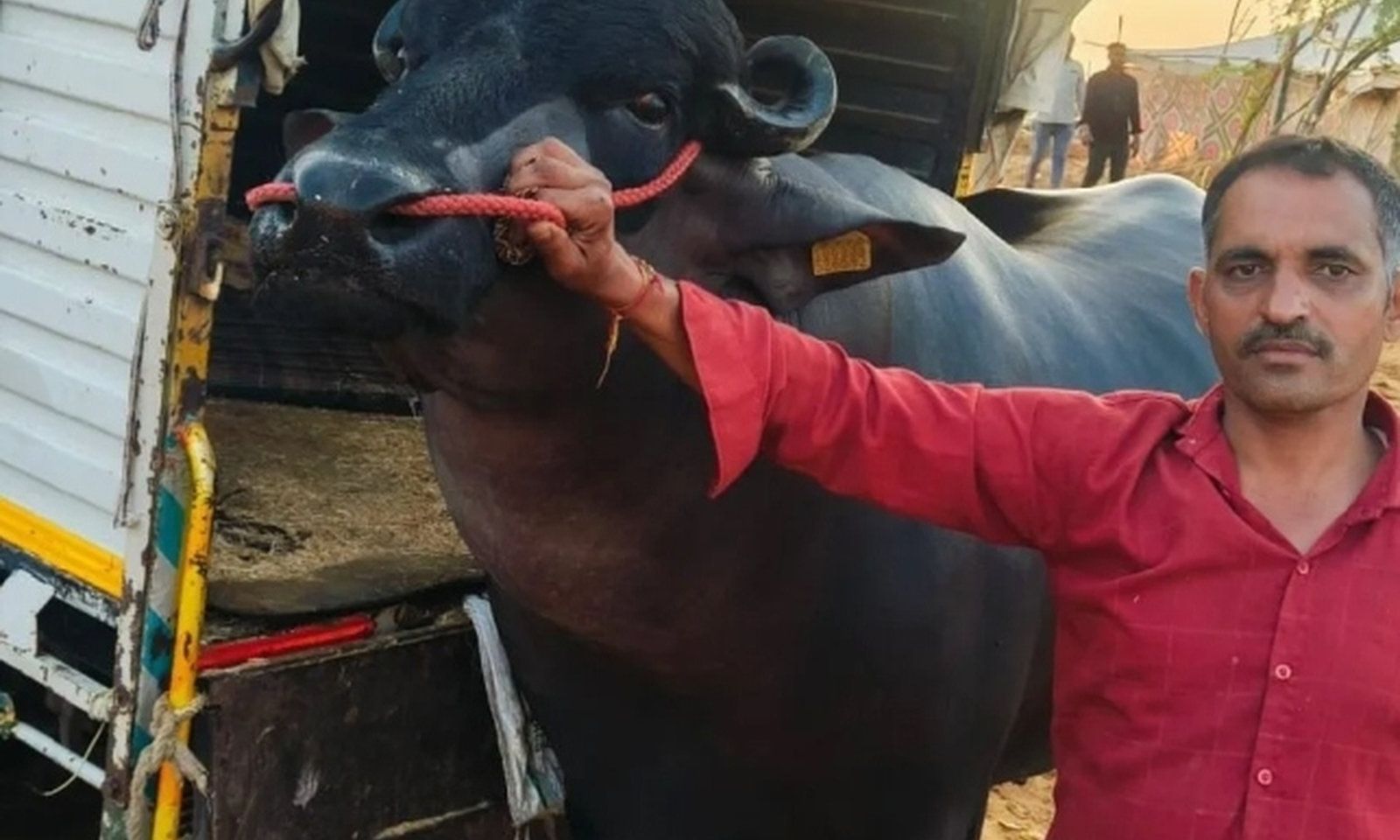 Con trâu đen khổng lồ được trả gần 62 tỷ đồng nhưng chủ vẫn không bán