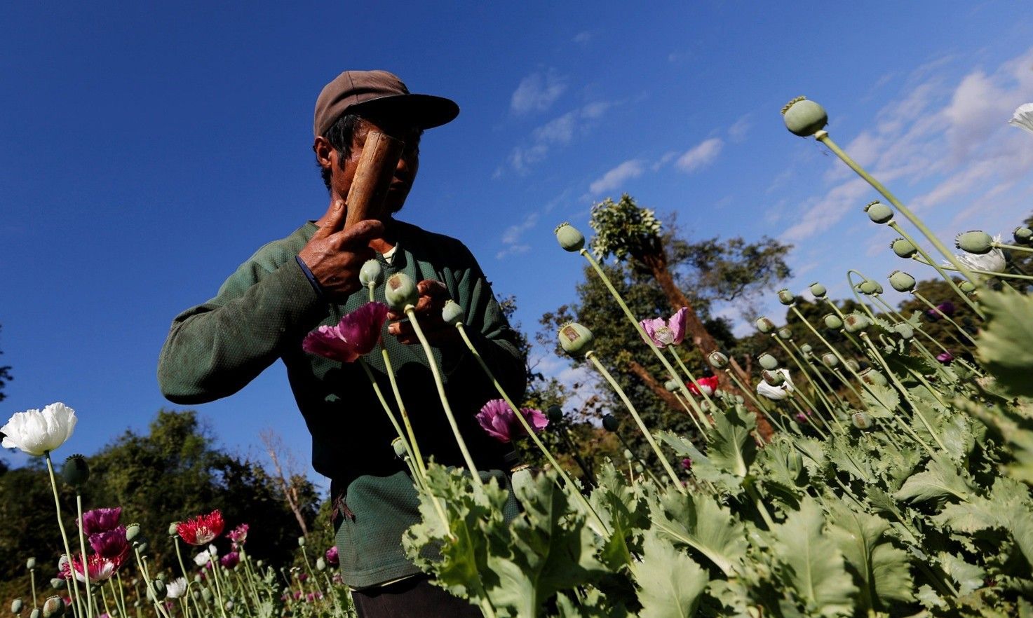Diện tích trồng cây thuốc phiện tại Myanmar đạt mức cao nhất trong một thập kỷ