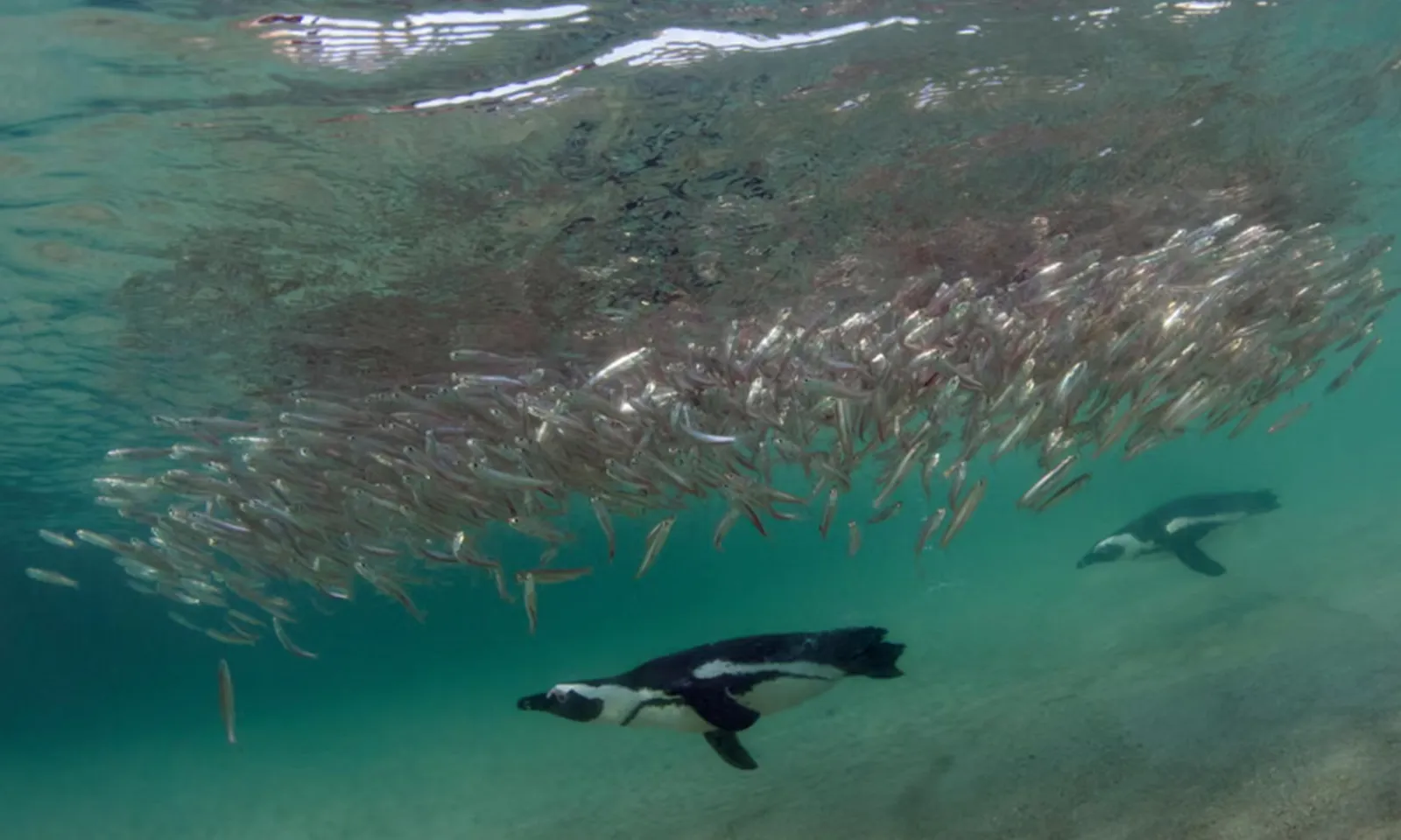 60.000 con chim cánh cụt châu Phi chết đói do lượng cá mòi giảm mạnh