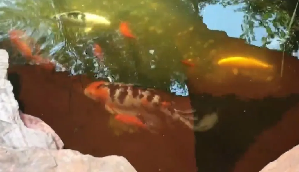 ca-koi-1764924481910637356842-1765011324590-17650113248621005906510