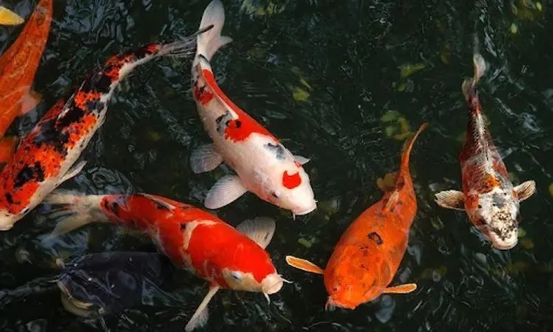 Bất ngờ với thủ phạm tấn công đàn cá Koi 10 năm của một gia đình ở Canada