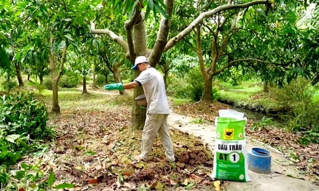 Anh 3- Nông dân bón bổ sung sản phẩm Đầu Trâu AT1 Bình Điền khuyến nghị sử dụng sản, sản phẩm được thiết kế với tỷ lệ NPK và trung vi lượng cân đối, phù hợp cho giai đoạn phục hồi sinh dưỡng