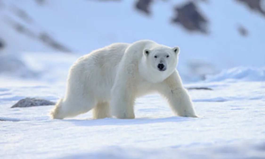 Nghiên cứu mới: ADN của gấu Bắc Cực biến đổi để thích nghi với khí hậu ấm lên