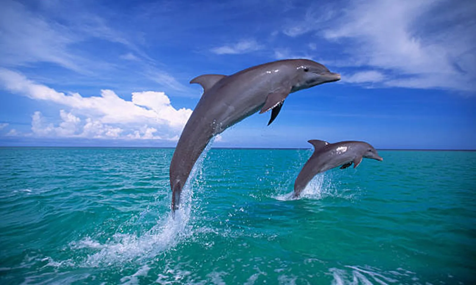 Cá heo đực có “tình bạn bền chặt” sẽ lão hóa chậm hơn