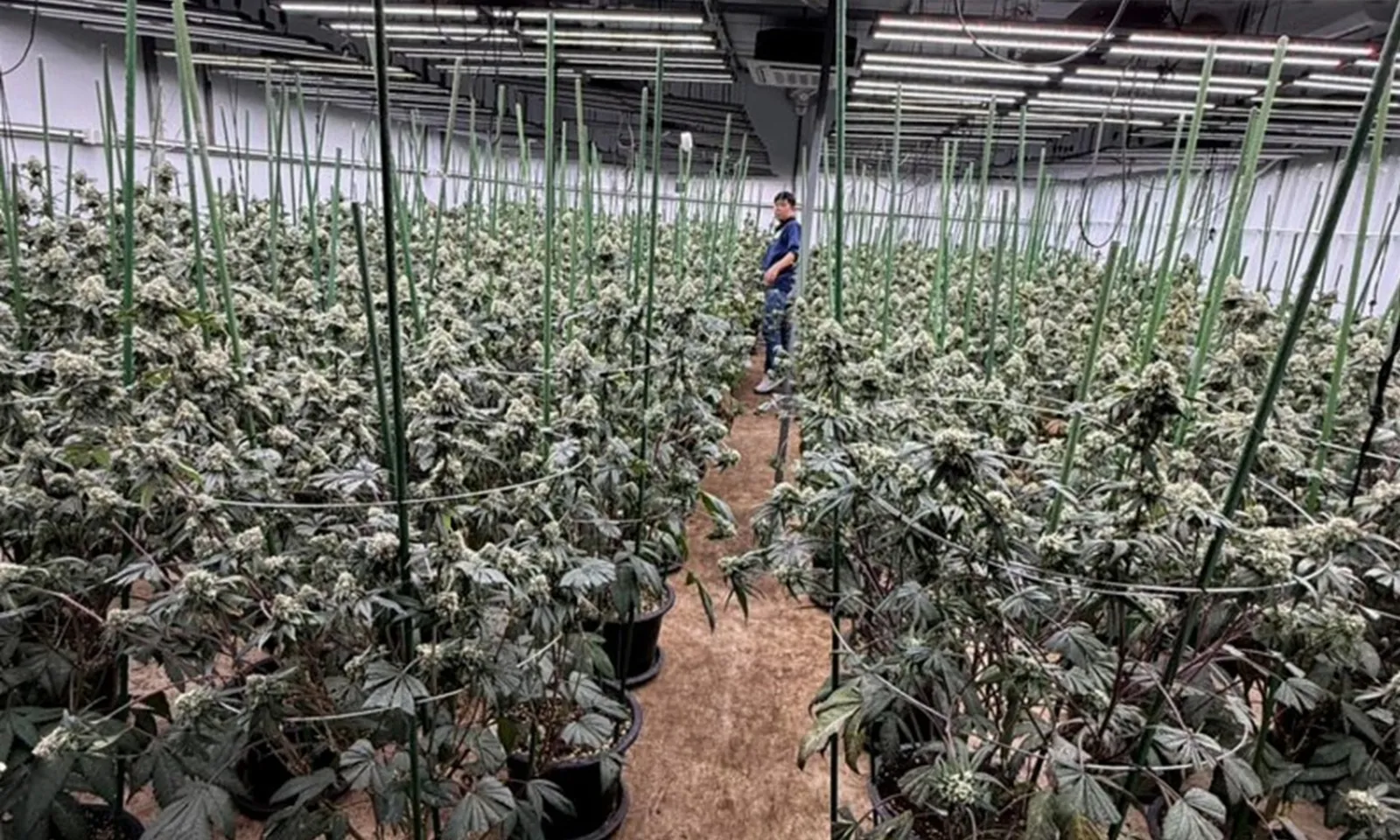 Bắt giữ 3 công dân Việt Nam trồng cần sa trái phép tại Bangkok