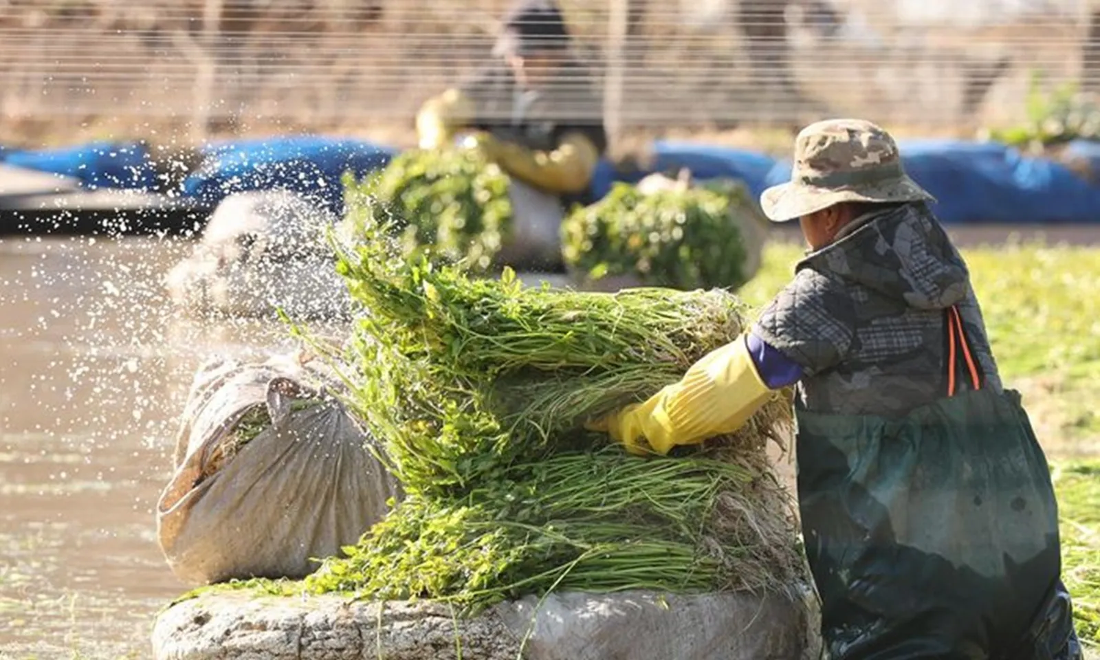 Dòng người Việt Nam nhập cư vào Hàn Quốc tăng vọt