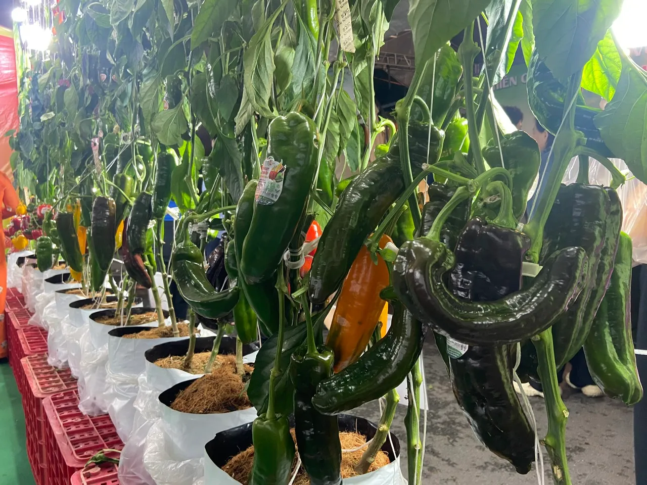 68cf5524a2392d6774283