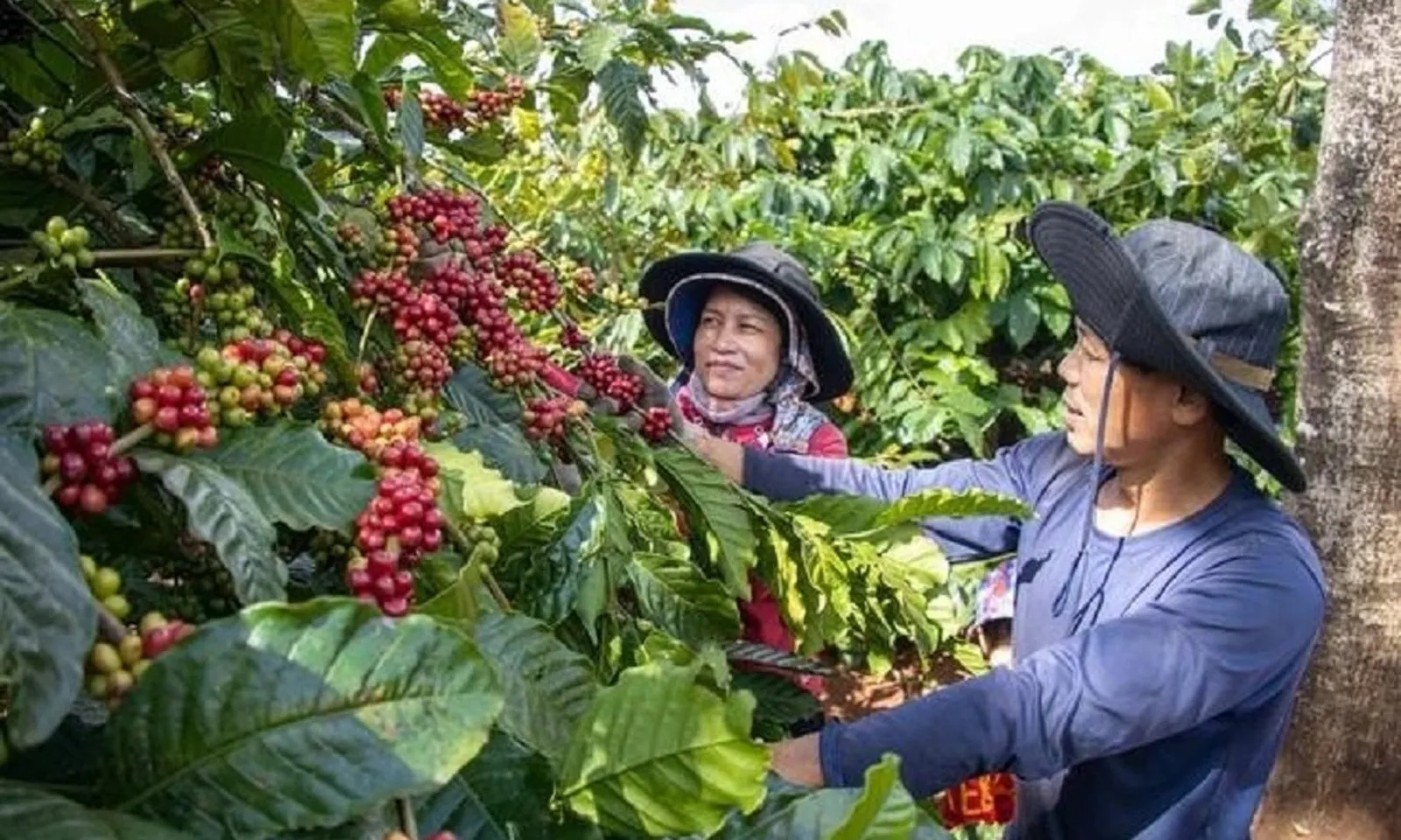 Giá cà phê tăng nhẹ cuối tuần