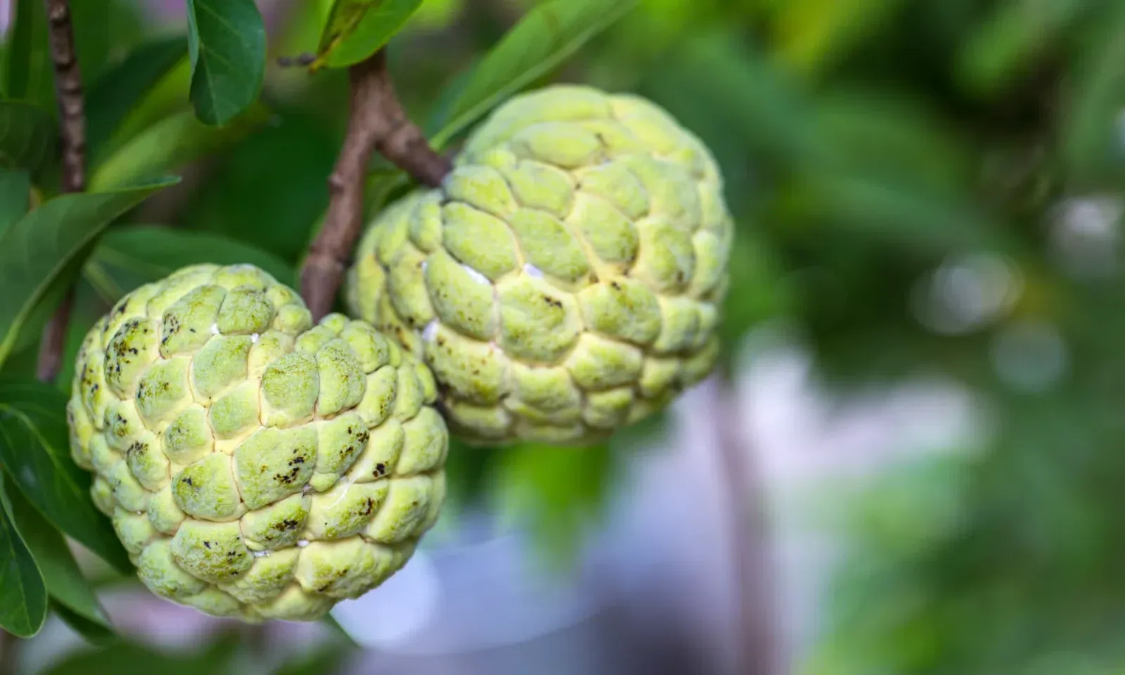 Những lợi ích của quả na với sức khỏe