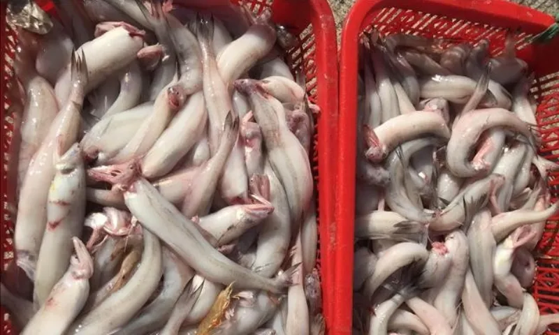 Gần 10 tấn cá khoai nhiễm formol bị chặn trước khi ra thị trường