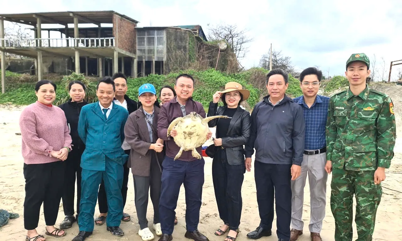 Cứu hộ, thả rùa biển mắc “lưới ma” về biển tại Quảng Trị