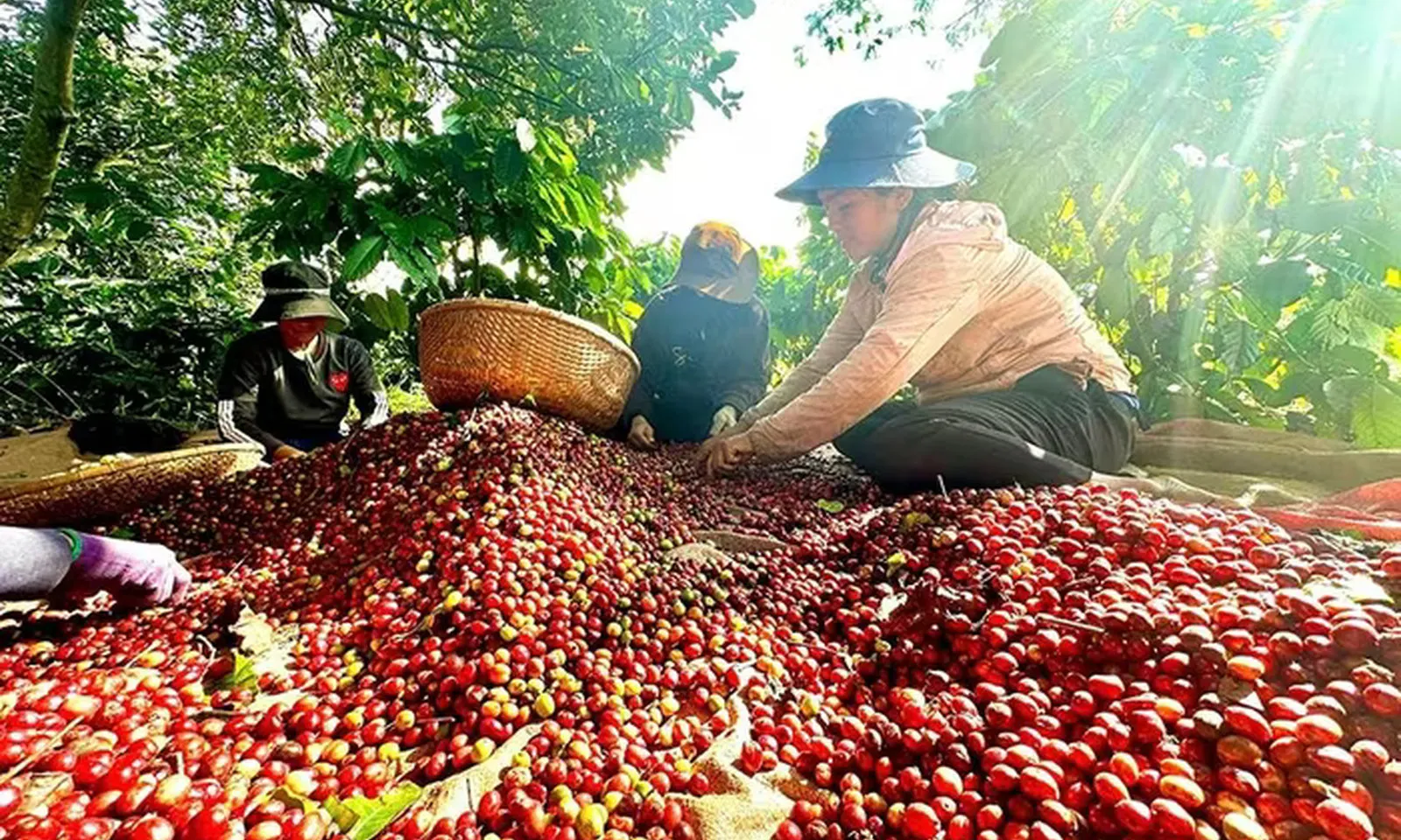 Giá cà phê bật tăng cuối năm, thị trường nội địa lên sát 100.000 đồng/kg
