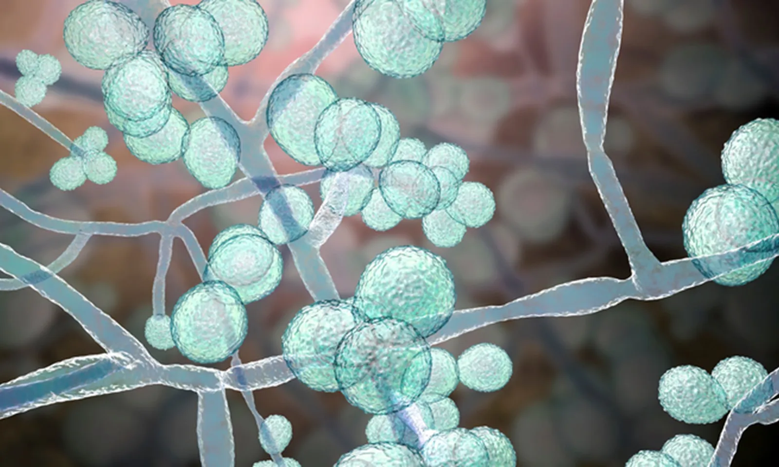 Nấm Candida auris chết người lan rộng trên toàn cầu