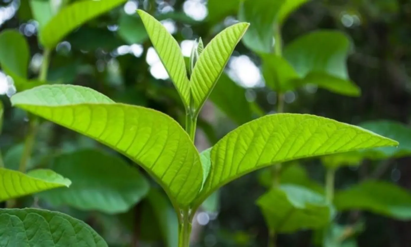 Những loại lá hỗ trợ kiểm soát tiểu đường hiệu quả - Hình 1