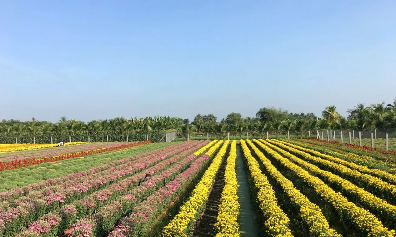 Làng hoa miền Tây hứa hẹn bội thu dịp Tết