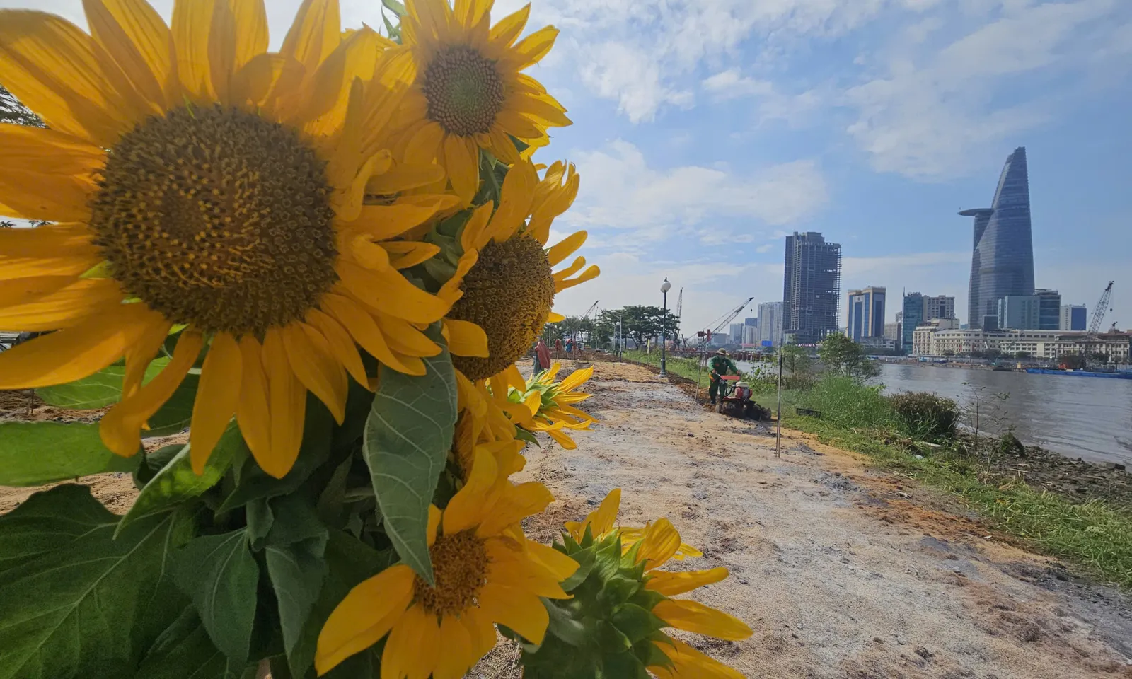 Bờ sông Sài Gòn chỉnh trang, chuẩn bị khoác sắc hoa đón Tết Nguyên đán